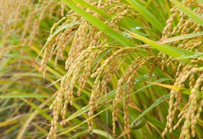 仁化县扶溪镇2600亩扶溪优质水稻种植项目 总投资：3000.0万元