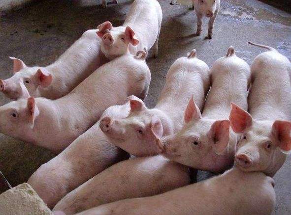 清远市连州市东陂镇连兴肉猪养殖场年存栏9960头肉猪建设项目